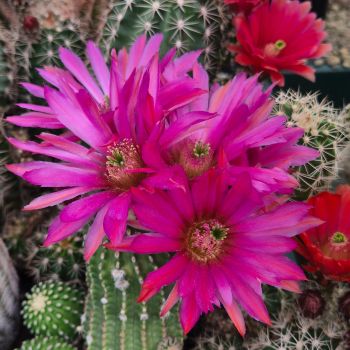 Echinocereus-vajolet-hybrid